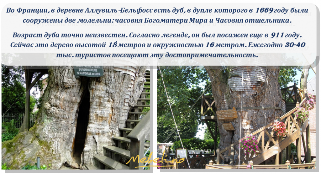 Дуб: интересный факт Дуб: интересный факт